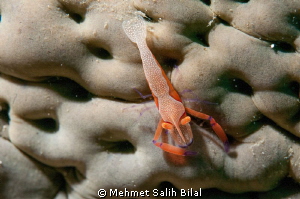 Imperial partner shrimp on the sea cucumber. by Mehmet Salih Bilal 